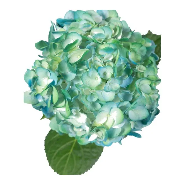Blue-Green hydrangea