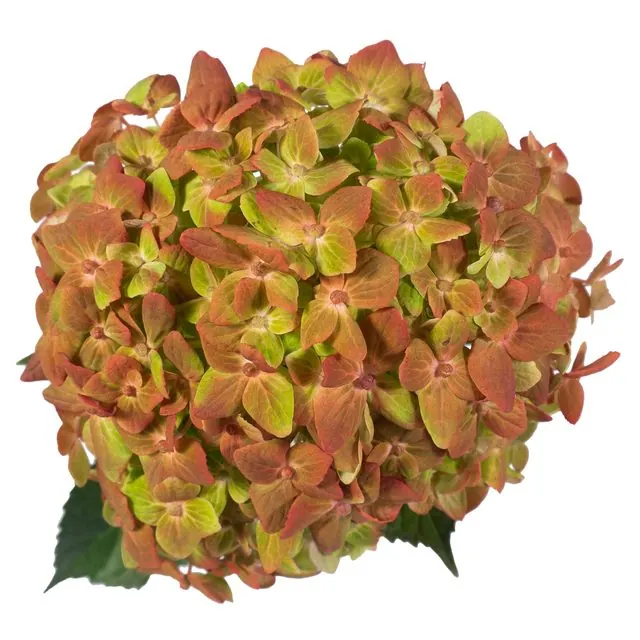 Christmas hydrangea