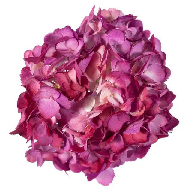 Fuchsia hydrangea