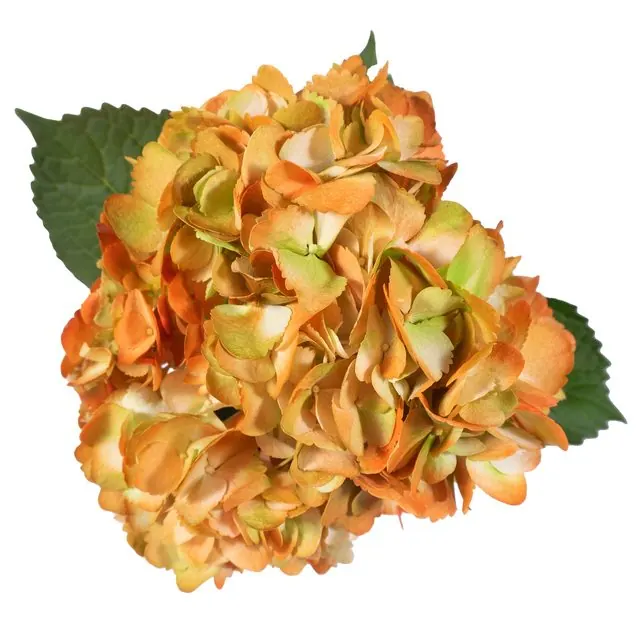 Green-Orange hydrangea