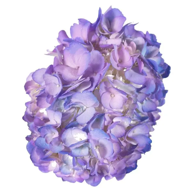Lavender hydrangea