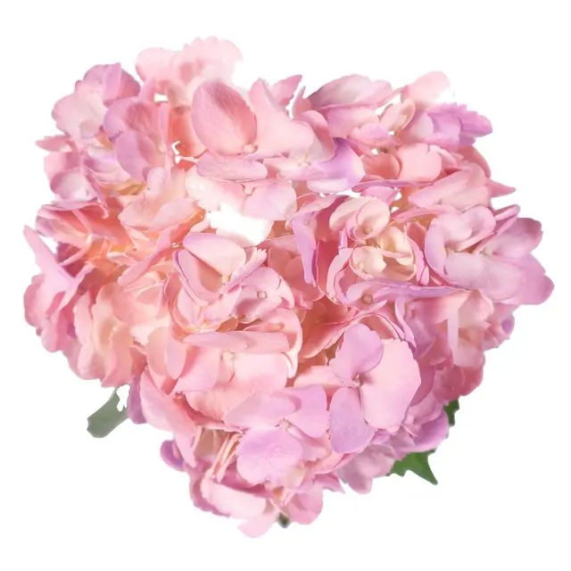 Pink hydrangea