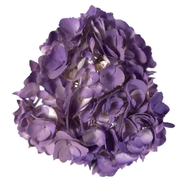 Purple hydrangea