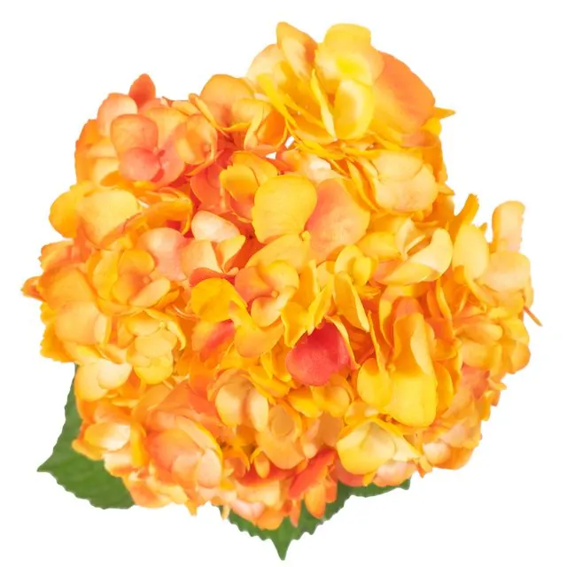 Yellow-Red hydrangea