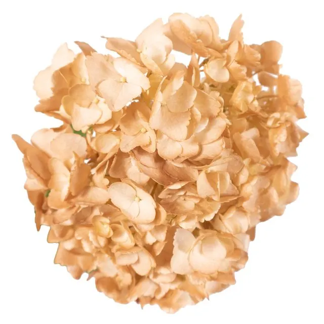 Copper hydrangea