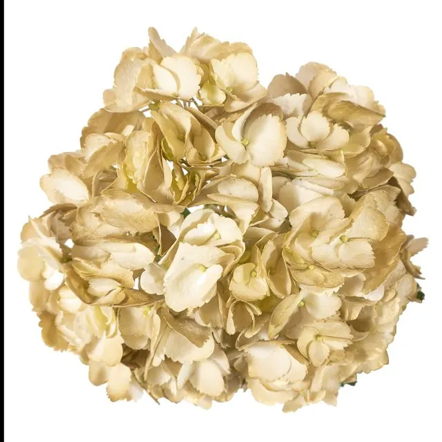 Gold hydrangea