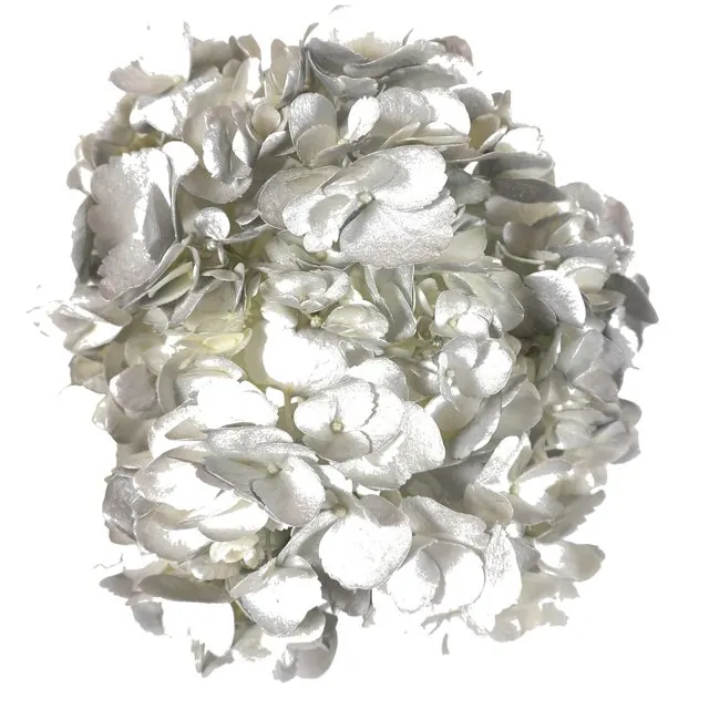 Silver hydrangea