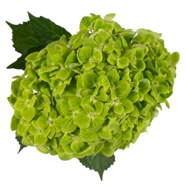 Dark Green hydrangea