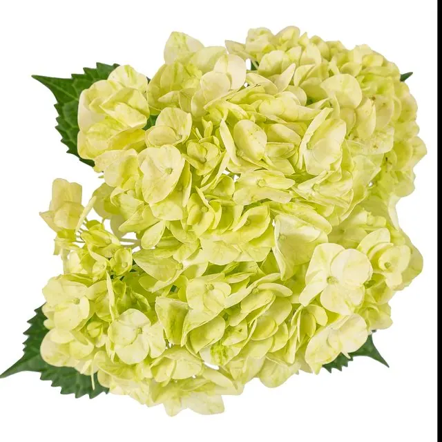 Lemon hydrangea