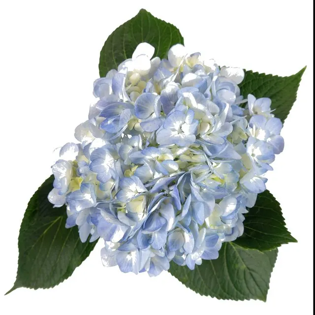 Light Blue hydrangea