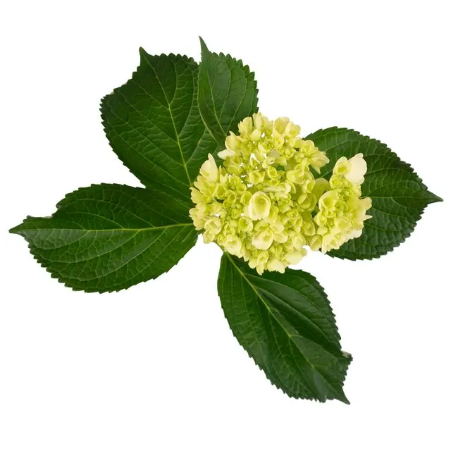 Mini Green hydrangea