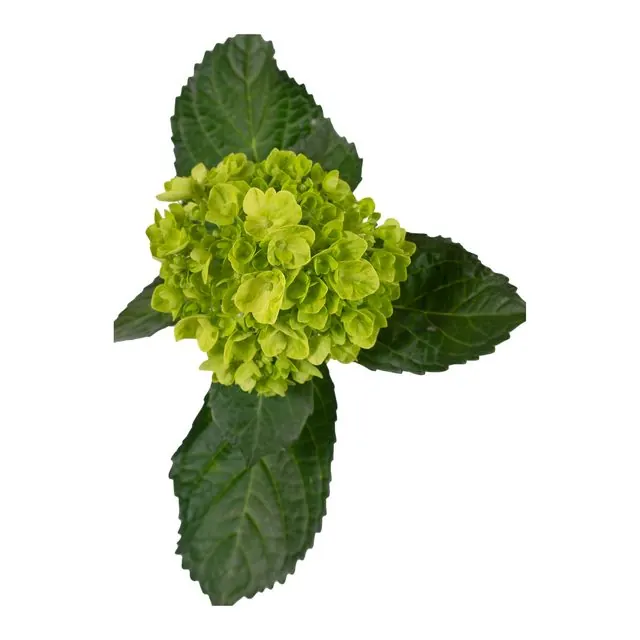 Mini Lemon hydrangea
