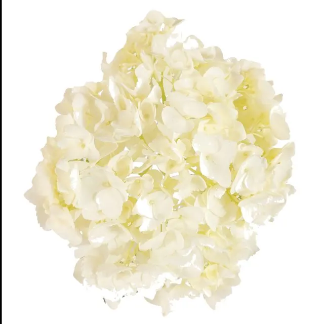 White hydrangea