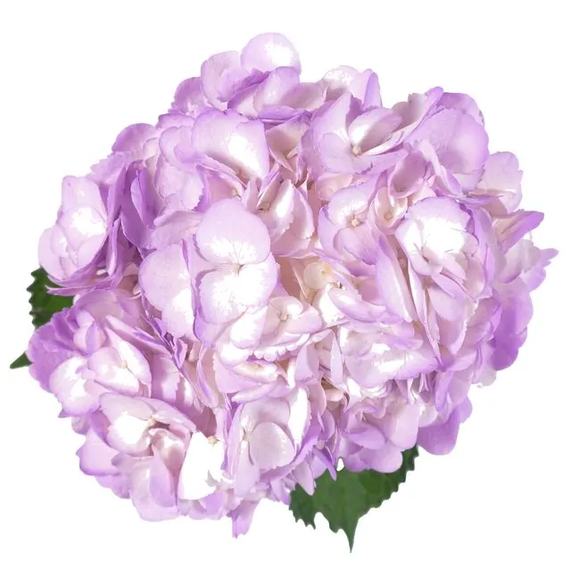 Lavender hydrangea