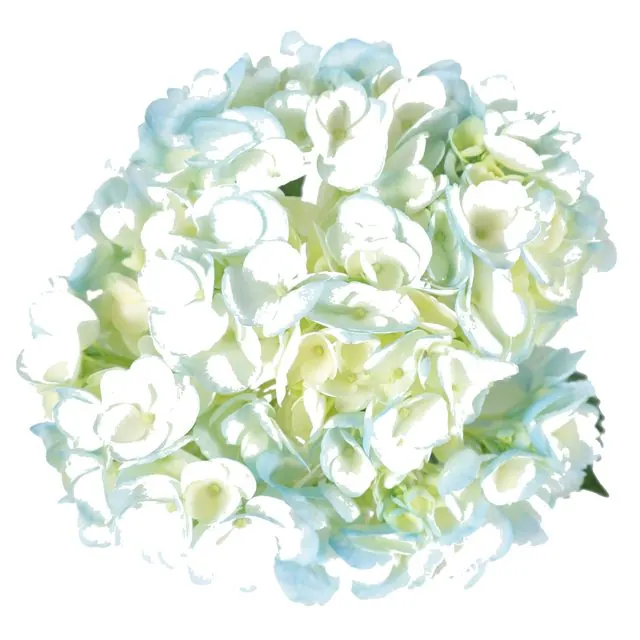 Light Blue hydrangea