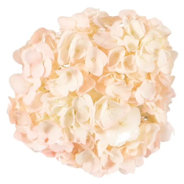 Light Pink hydrangea