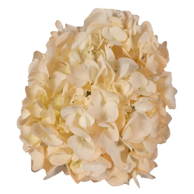 Peach hydrangea