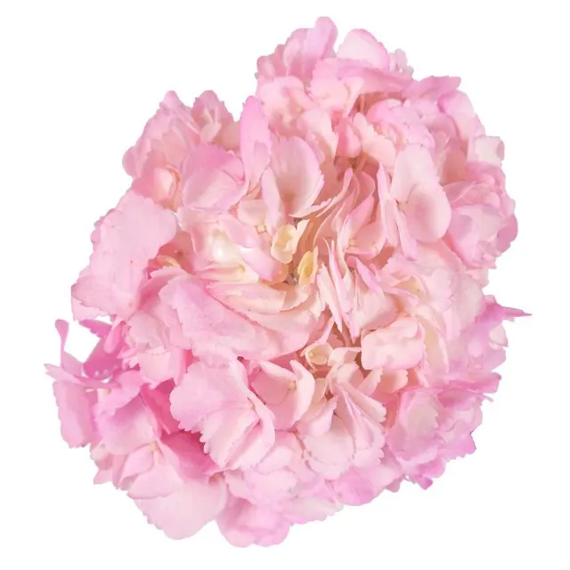 Pink hydrangea