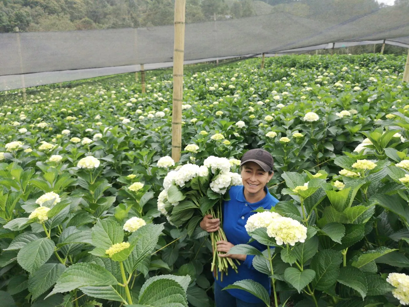 A Prime Flowers worker harvesting white hydrangeas