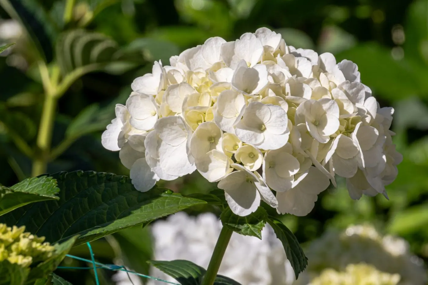 White hydrangea head in the field