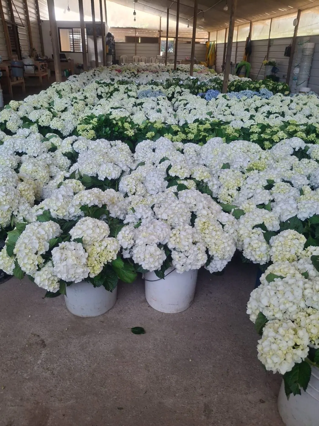 White hydrangeas hydrating in buckets before grading