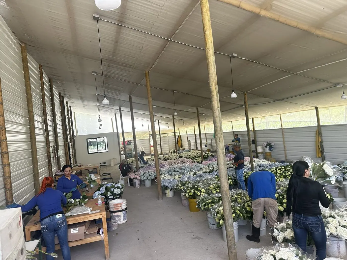 The Prime Flowers team working in the post-harvest room