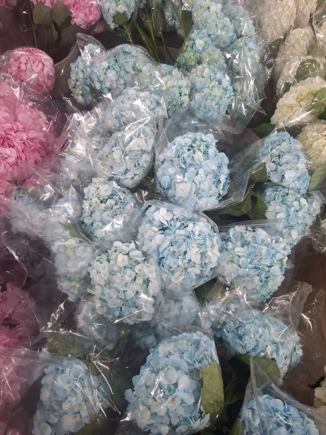 Tinted light blue hydrangeas sleeved for export
