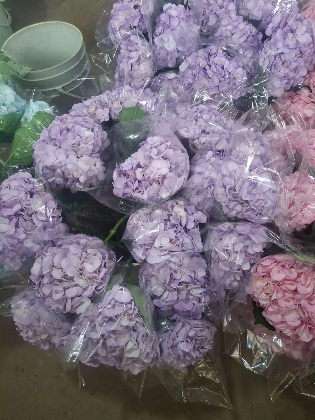 Tinted lavender hydrangeas sleeved for export
