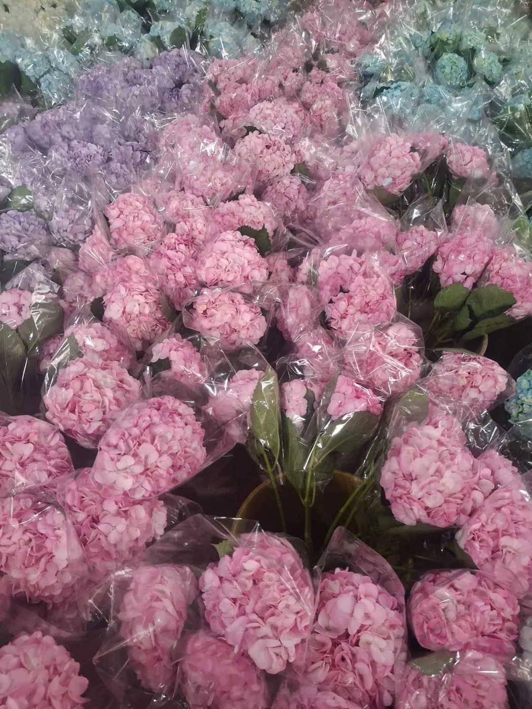 Tinted pink hydrangeas sleeved for export